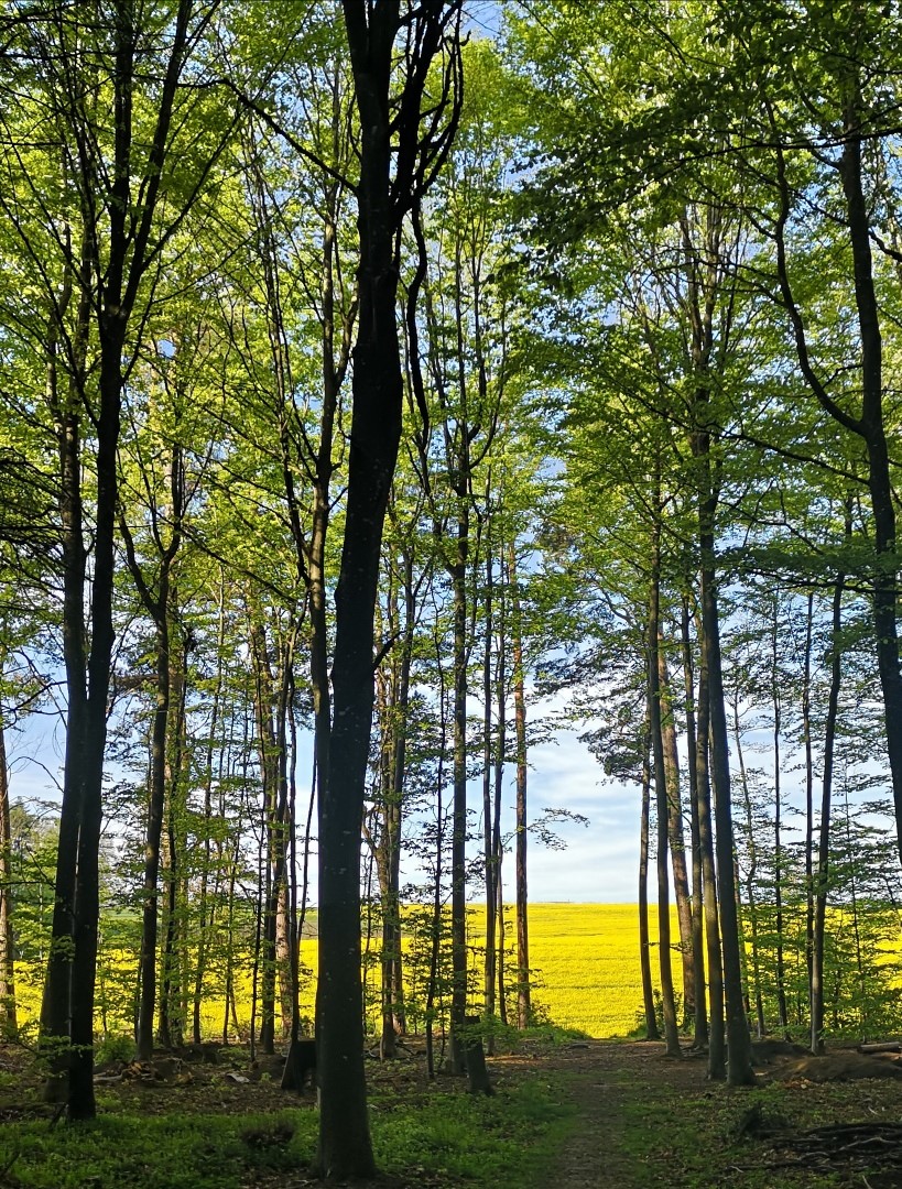 Waldweg im Brugerawald